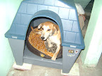 MANDY es ya una pequeña adoptada y le compraron una camita muy cómoda, que gusto!! muchas gracias a la familia