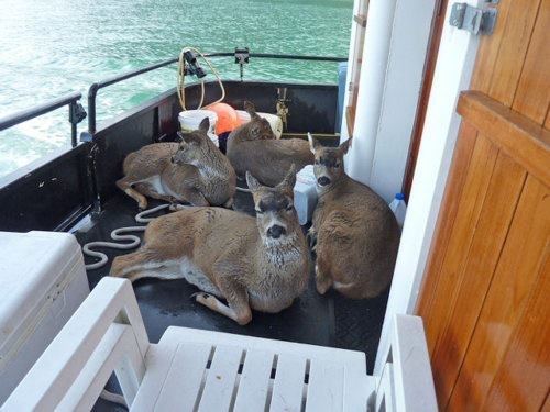 [Deer2%255B3%255D.jpg]