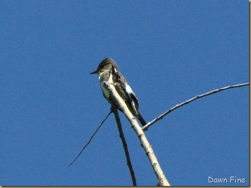 magee marsh goodies_171