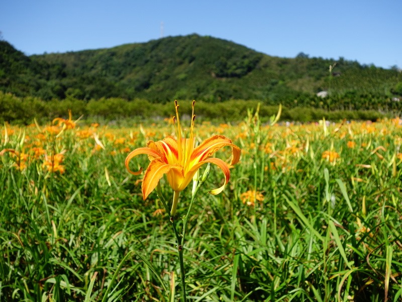 2013_0825 頭社活盆地賞金針花，順遊頭社水庫_030