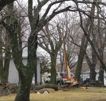 Some trees in central and southern Springfield were splintered or toppled by the tornado.