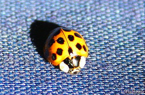 [Asian_Ladybug%255B6%255D.jpg]