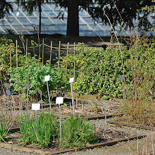 A garden of healing planted