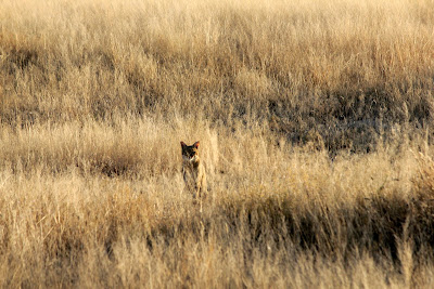 African wild cat