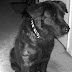 Roxy