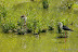 Natura :: Oasi Lipu di Racconigi (TO)