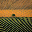 yann-arthus-bertrand-vers-cognac.jpg