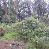 The summit area of Gunung Karang (Daniel Quinn, September 2009) The summit area of Gunung Karang (Daniel Quinn, September 2009)