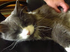 I'm thankful for kitty massages