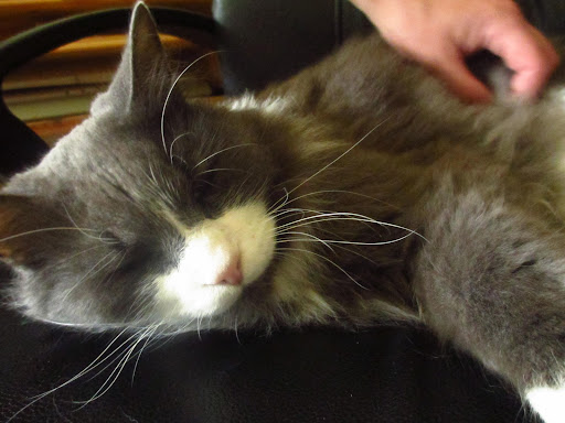 I'm thankful for kitty massages
