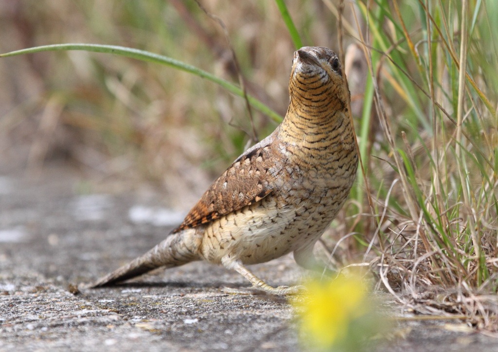 [wryneck6%255B3%255D.jpg]
