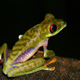 A red-eyed tree frog (Agalychnnis saltator) in la Selva Biological Research Station, Costa Rica