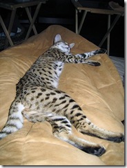 savannah cat4