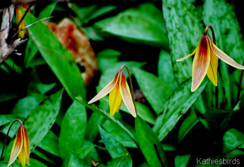 10. trout lily-kab