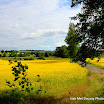 John Doheny - Rapeseed Riches.jpg
