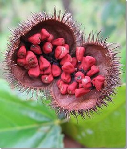 annatto seeds in pods