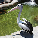 Australian Pelican