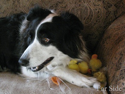 Chance is liking his new duck