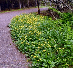 Quoddy Path w flowersMSB_8485-Edit NIKON D300S July 03, 2011