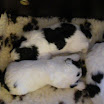 puppen anna 051.jpg