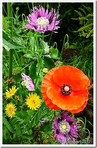 compressed poppies compressed poppies
