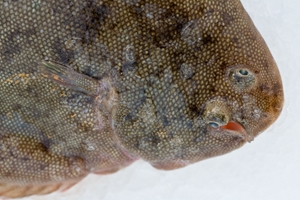 Dover sole. fish2fork.com