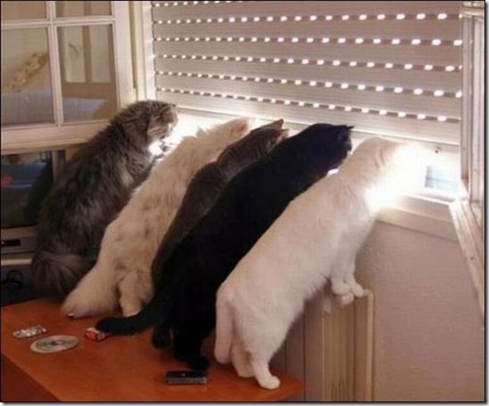 viral-picdump-pics-b6c0dc