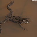 Fire-bellied Toad