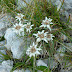 2011.08.18.-19. - Spodnje bohinjske gore