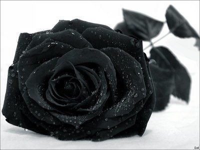 [rose%25206%255B3%255D.jpg]