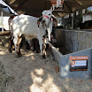 superleite2011_dia1407_05.JPG