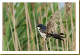 b Tree Swallow on Phragmites D7K_2494 August 06, 2011 NIKON D7000