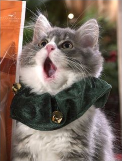 Oh holy night... Oh holy night...
