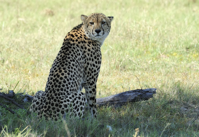 Auf Pirschfahrt - Leoparden und Geparden | Outback Africa Erlebnisreisen