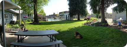 backyard panorama1