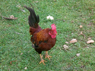 [animais%2520%25284%2529%255B5%255D.jpg]