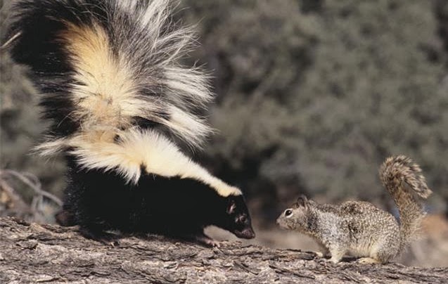 [striped_skunk_and_squirrel_42-17339130%255B4%255D.jpg]