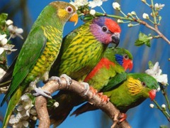 four-green-parrot_97579-480x360