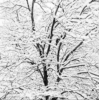 [Jeffrey_Conley_Snow_Covered_Branches%255B4%255D.jpg]