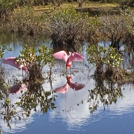 MerrittIslandNationalWildlifeRefuge-3-2015-02-22-08-21.jpg