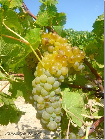 grenache-blanc-vinho-e-delicias grenache-blanc-vinho-e-delicias