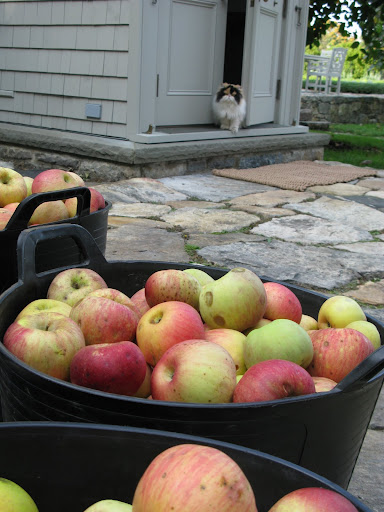 Say, Princess Peony - do you want to help us make apple cider?