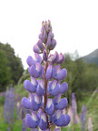 Scenic drive to Milford- lupine field