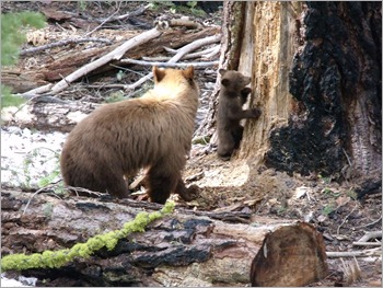 Black Bear and cub, Yosemite