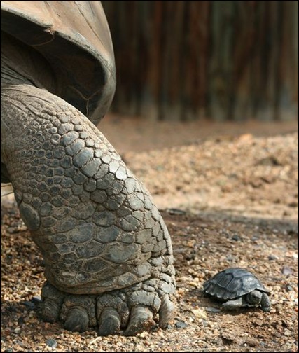Galapagos Tortoise and Baby