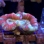 DSC_2094.jpg