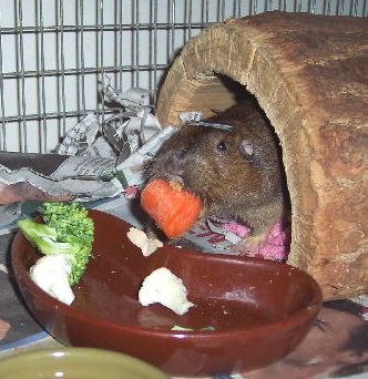 While these furry friends are super cute, wildlife rescuers take great care to avoid socializing them, so they can safely be returned to the wild. While these furry friends are super cute, wildlife rescuers take great care to avoid socializing them, so they can safely be returned to the wild.