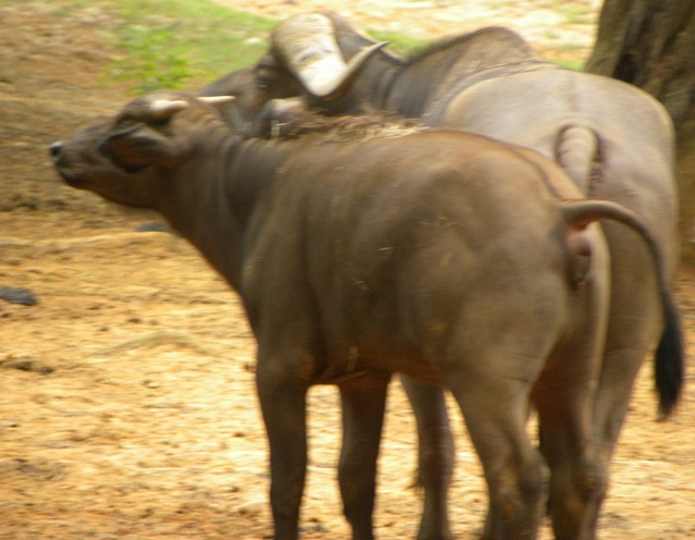 139非洲水牛