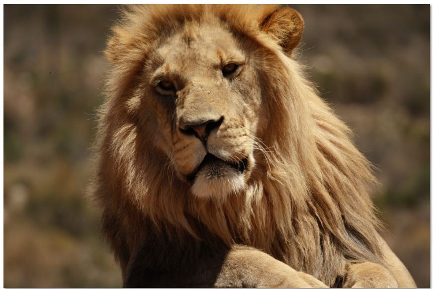 [lion%255B3%255D.jpg]