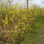 Wild Mustard